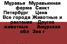 Муравьи, Муравьинная ферма. Санкт-Петербург. › Цена ­ 550 - Все города Животные и растения » Другие животные   . Амурская обл.,Зея г.